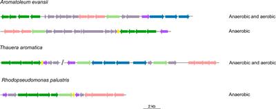 The benzoyl-CoA pathway serves as a genomic marker to identify the oxygen requirements in the degradation of aromatic hydrocarbons